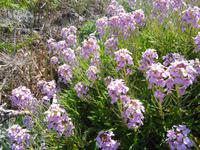 Madeira - Wanderung Pico do Arieiro - Pico Ruivo - Achada do Teixeira 