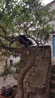 Katze im Baum