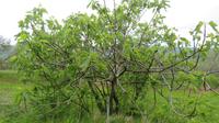 Feigenbaum