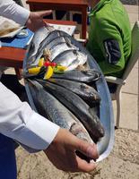 Fischangebot in Restaurant in Rovinj