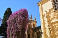 prächtige Bougainvilla