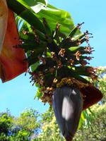 Madeira - Wanderung Levada dos Maroços