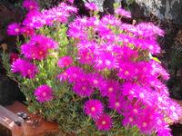 Madeira - Wanderung Levada dos Maroços
