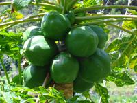 Madeira - Wanderung Levada dos Maroços