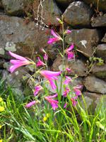 Madeira - Wanderung Levada dos Maroços