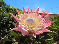 Madeira - Wanderung Levada dos Maroços