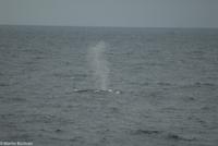Hurtigruten - MS Nordnorge (154)