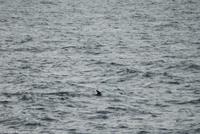 Hurtigruten - MS Nordnorge (168)
