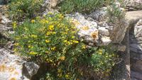 Blumenpracht im Gargano