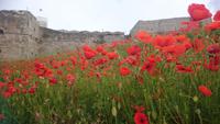 Mohnblumen vor dem Castello Svevo Aragonese