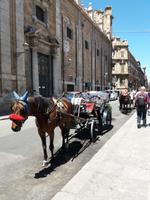 Droschken in Palermo