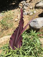 Gemeiner Drachenwurz oder Schlangenwurz