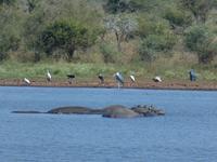 Krüger Nationalpark