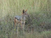 Krüger Nationalpark