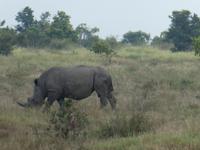 Krüger Nationalpark