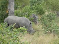 Krüger Nationalpark