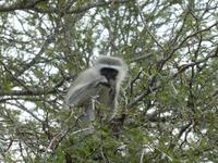 Krüger Nationalpark