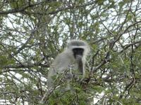 Krüger Nationalpark