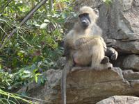 Krüger Nationalpark