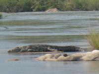 Krüger Nationalpark