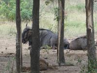 Krüger Nationalpark