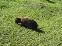 Tsitsikamma Nationalpark