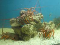 Bartholomeus Diaz Museum