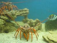 Bartholomeus Diaz Museum