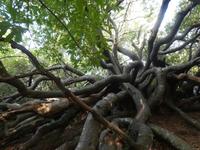Botanischer Garten Kirstenbosch