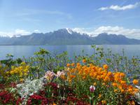 Montreux - Blumenpracht an der Promenade