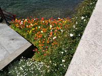 Und immer wieder Blumen über Blumen.