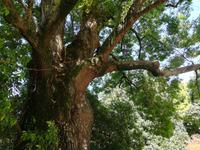 Wieder so ein jahrhundertealter Baum. 