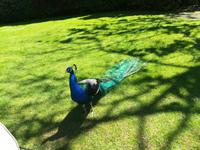 Diesesmal ein farbiger Pfau.