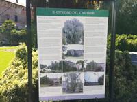 Doku einer Kaschmirzypresse, die nach einem verheerenden Sturm wieder aufgerichtet wurde.