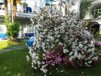 Im Hotelgarten.