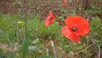 Der rote Mohn fehlte natürlich auch nicht
