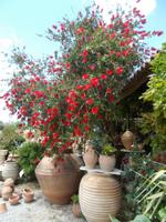 DSCN2899 Pfeifenputzer Strauch