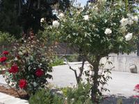 DSCN3008  Schneeweischen und Rosenrot