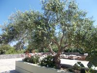 DSCN3130 blühende Olivenbäume