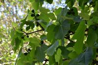 040 NP Krka, Feigenbaum