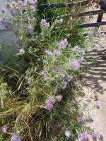 blühende Disteln am Wegesrand