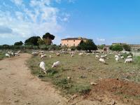 Finca Son Real 