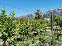 Botanische Garten in Sóller 
