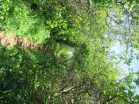 Insel Sark - wir wandern durch einen Hohlweg Richtung Little Sark