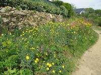 Besuch auf der Insel Guernsey - wieder wunderschöne Blumen