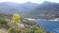 Cap Corse (Strand von Giottani)