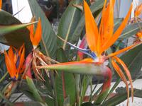 005_12.05.2019 Strelizien am Hotel La Pineta