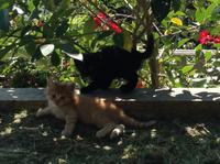süße Katzenkinder