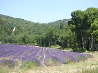 Tag 9 - 3 - Besichtigung der Zisterzienserabtei Sénanque (3)
