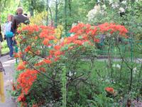Giverny- Garten von Monet